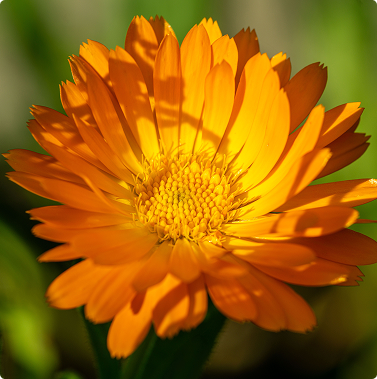 Calendula Flower Extract